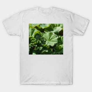 Garden Lady's-mantle T-Shirt